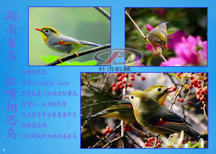 湖南省鳥(niǎo)紅嘴相思鳥(niǎo)
